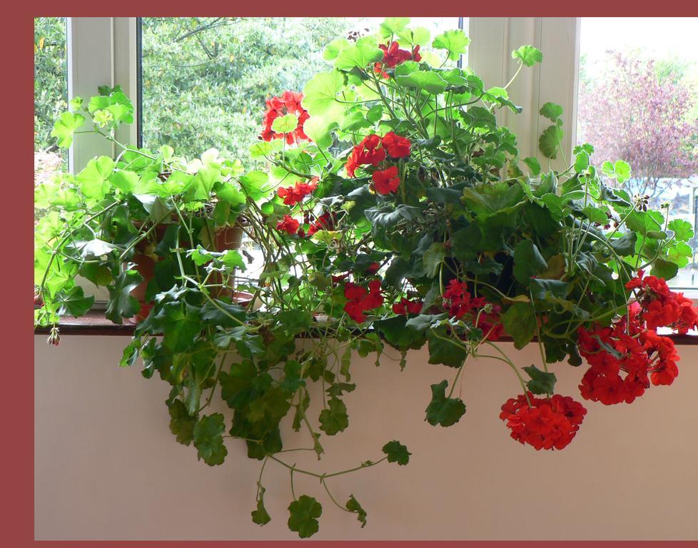 Annabella Lodge B&B Mallow Dış mekan fotoğraf